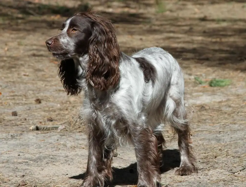 mfalme cavalier charles