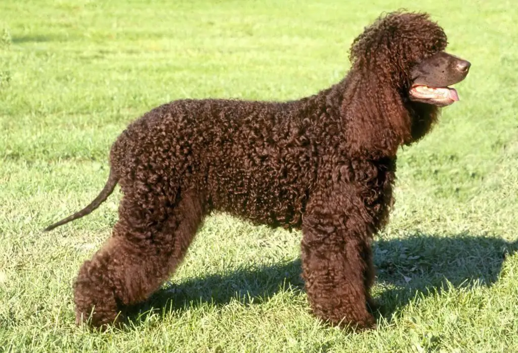 quanto vivono i cocker spaniel