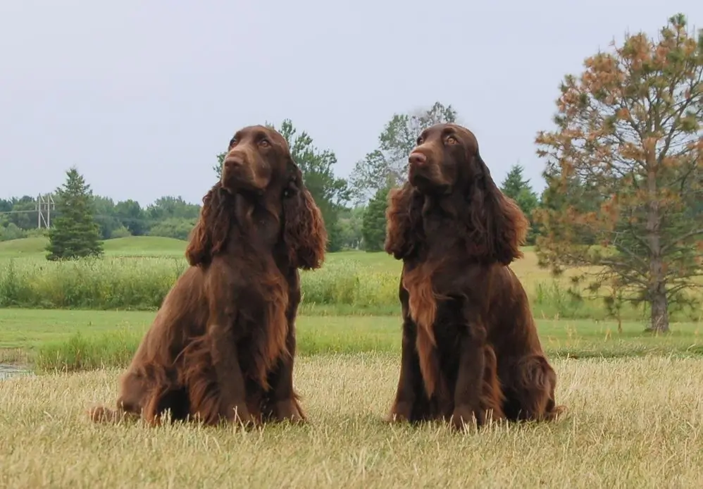 garota spaniel