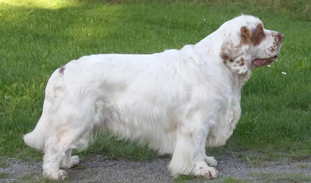 principais tipos de raças spaniel