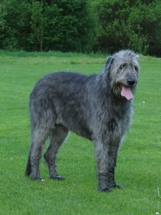 wolfhound irlandês