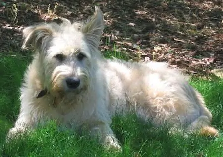 irish wolfhound photo