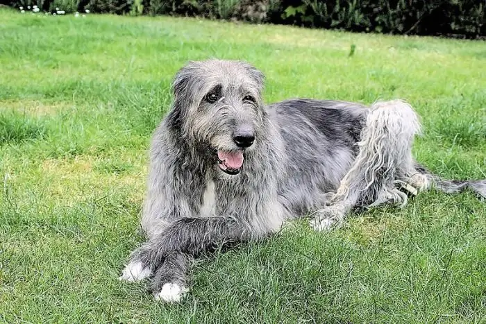 dog breed irish wolfhound