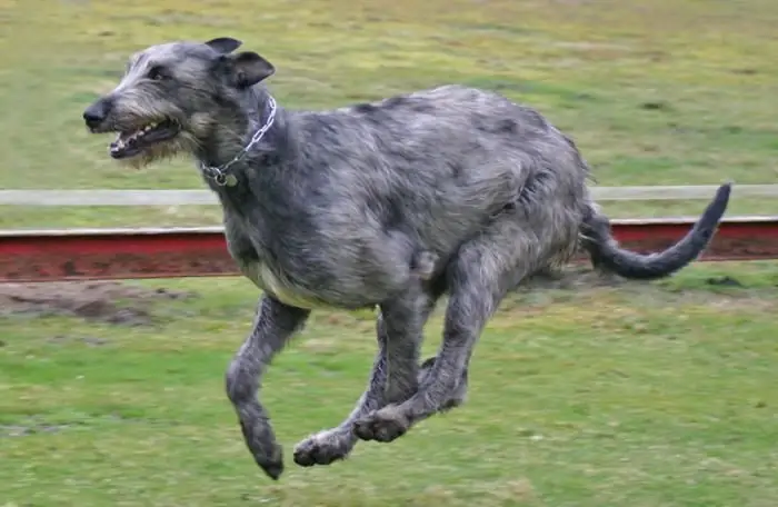 İrlandalı kurt köpeği cinsi açıklaması