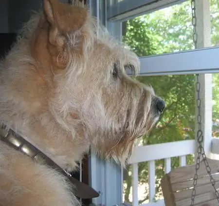 Irish wolfhound tuta