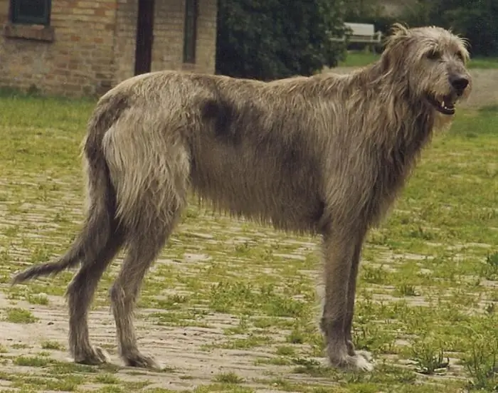 irish wolfhound nqi