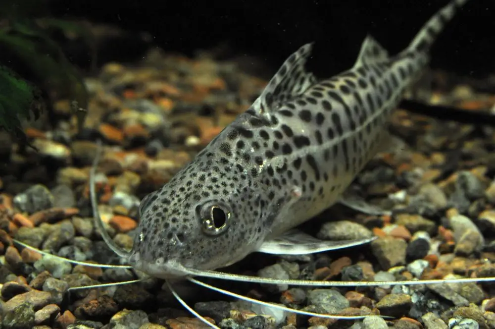 Aquarium catfish fish: photo and description, care