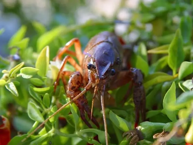 Akvarijski rak: fotografije in imena, vsebina, združljivost