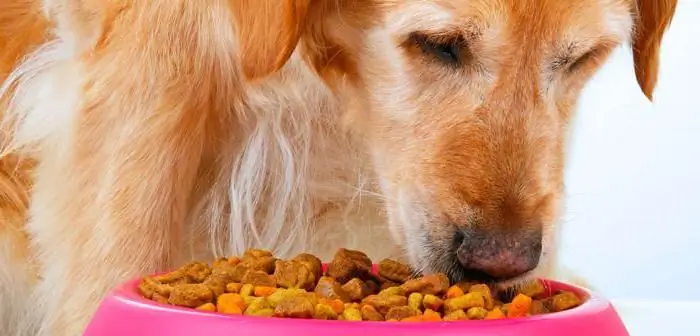 Allergie alimentaire chez le chien : symptômes et traitement. Quelle est la meilleure nourriture pour un chien