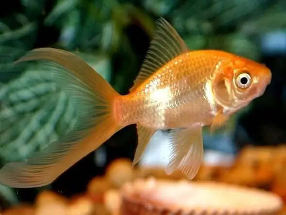 Keeping goldfish at home: features and recommendations