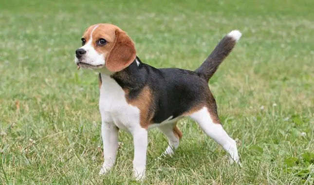 Beagle: description of the breed, character, pros and cons, training, features of care and maintenance