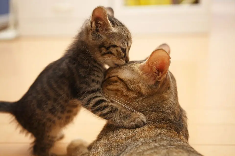 Macja e sëmurë: shkaqet, simptomat, ndihma e parë, trajtimi, periudha e rikuperimit dhe këshilla veterinare