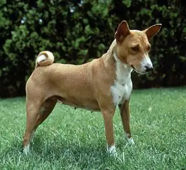 En hunderase som ikke bjeffer. Basenji er en hunderase som aldri bjeffer