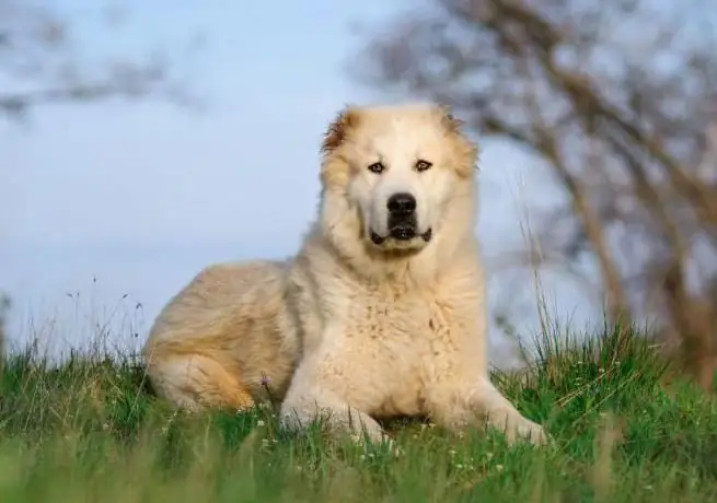 Central Asian Shepherd Dog: larawan, mga katangian ng lahi, paglalarawan, mga review. Pagpapakain ng mga tuta ng Central Asian Shepherd Dog