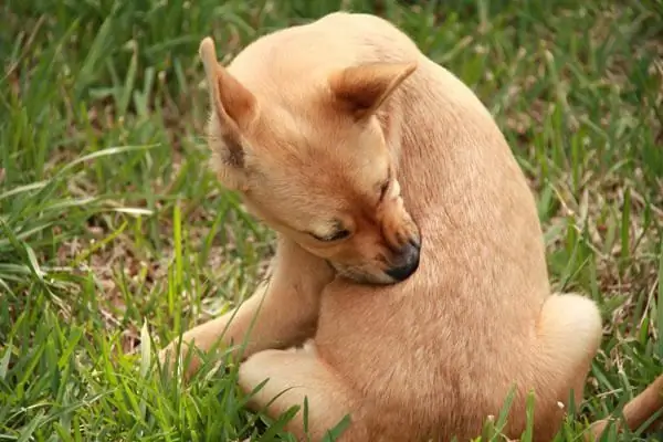 Ensefalitis dalam gejala anjing