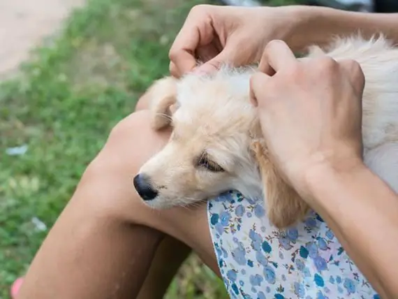 Simptome van bosluisgedraagde enkefalitis by honde