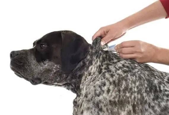 Encefalitisvaccinatie voor honden