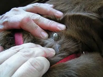 How do you remove ticks from dogs? Every animal lover should know this