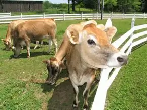 Quanto leite uma vaca dá por dia e de que depende a produção de leite