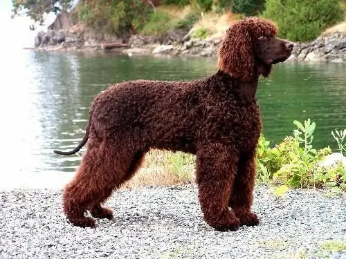 Irish Water Spaniel-hund: korrekt skötsel, rasbeskrivning och recensioner