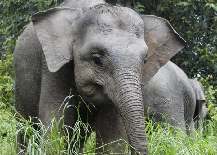 Dverg elefant: foto, dimensjoner. Dverg elefant hjemme