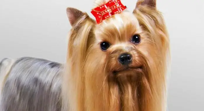 Yorkshire Terrier: kiwango cha kuzaliana, utunzaji na utunzaji