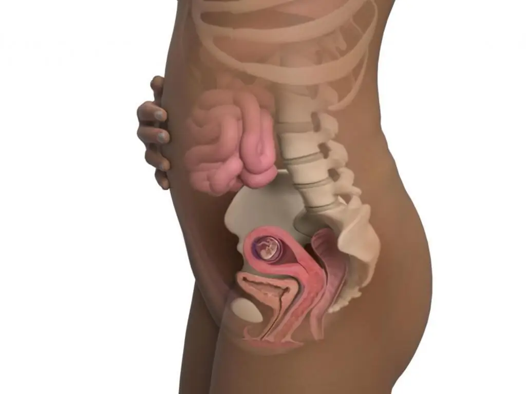 Mave ved 12. uge gravid: dimensioner, normer, følelser hos en gravid kvinde og anbefalinger fra gynækologer