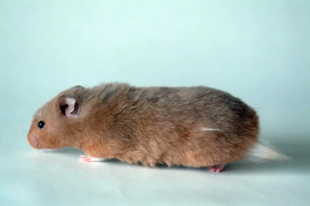 Süüria hamster