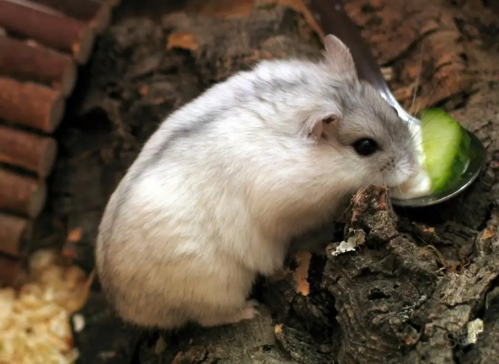 Dsungarischer Hamster