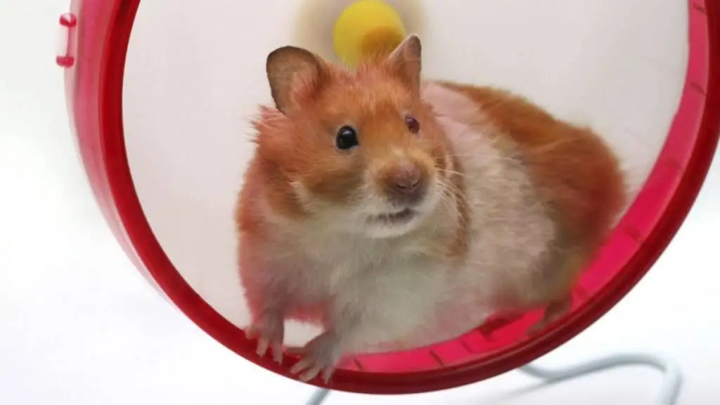 Hamsterrad