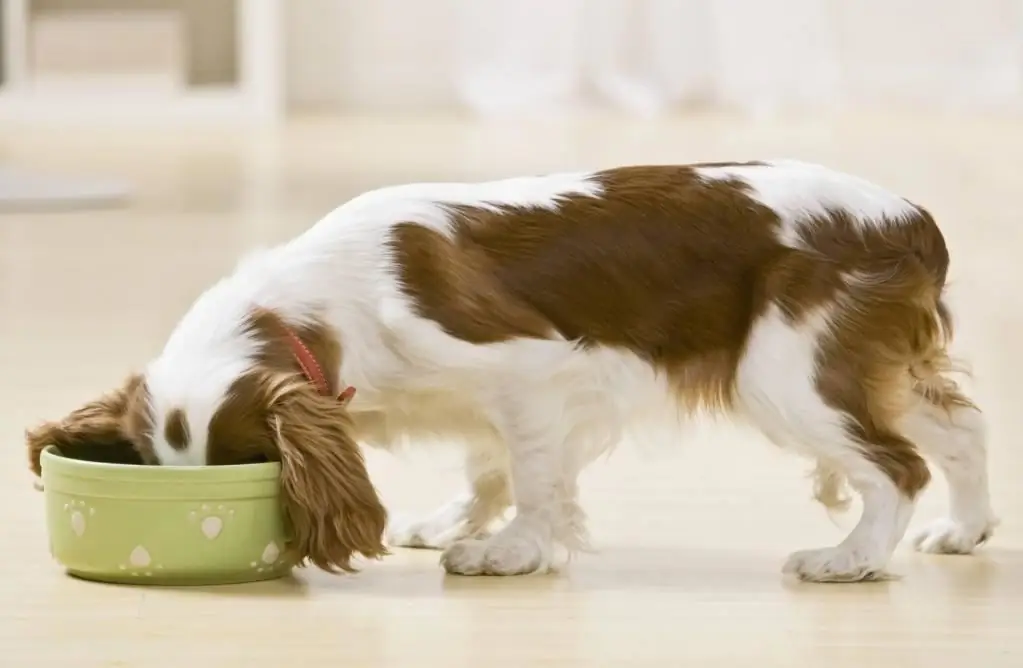 Comida de perro