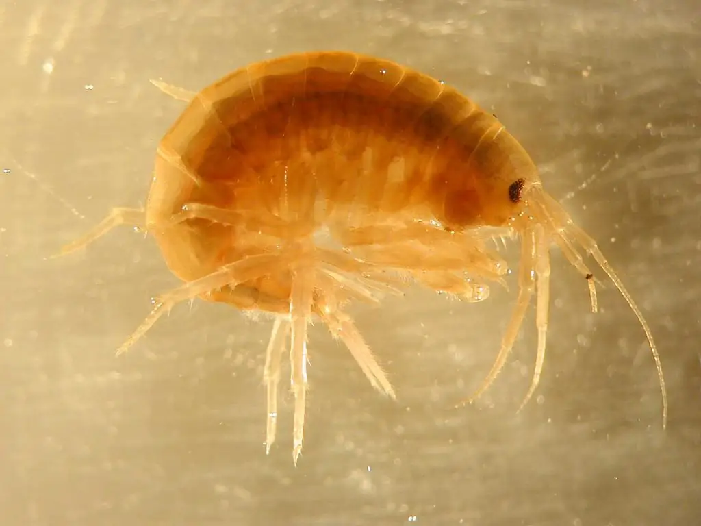 Gammarus congelado