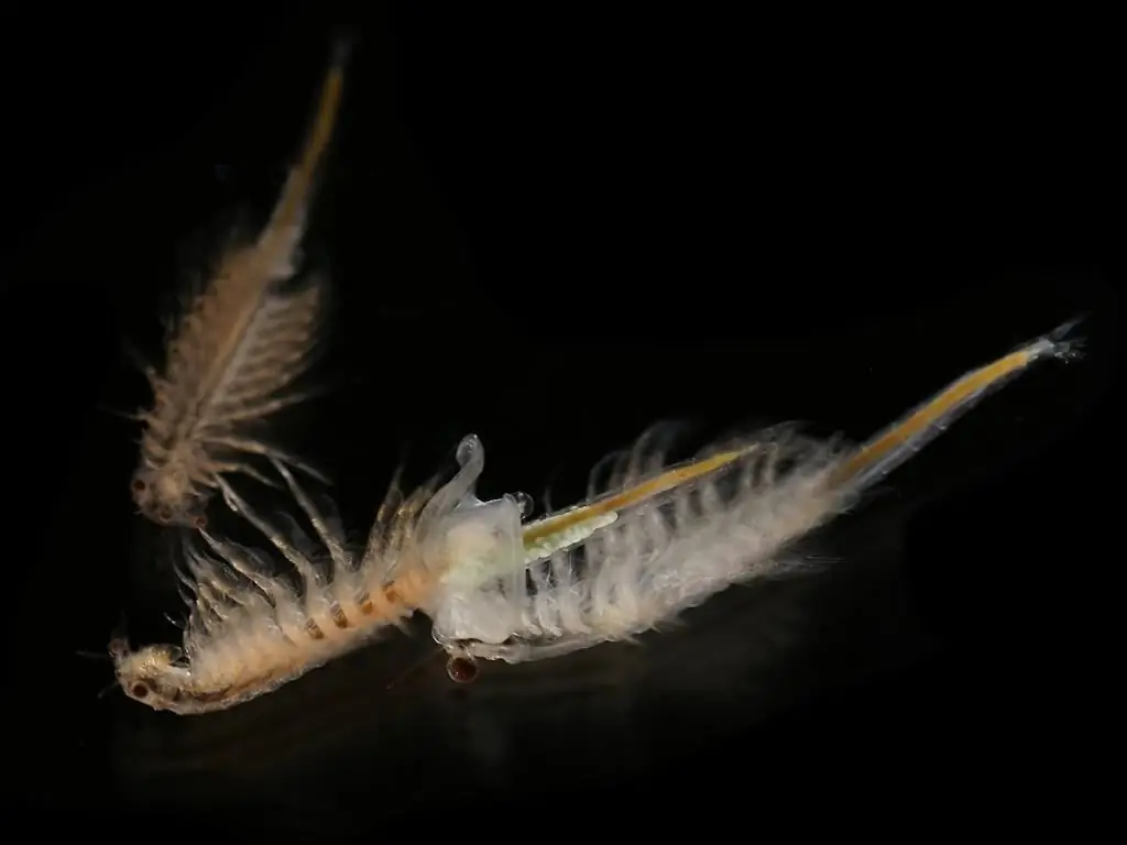 Artemia descongelada