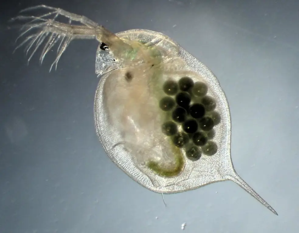 Daphnia mencairkan beku