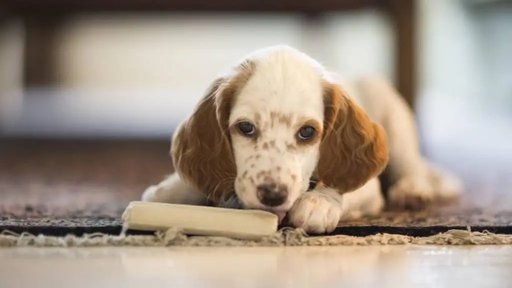 Purong puppy mula sa kulungan ng aso