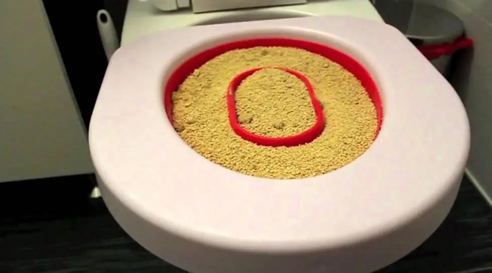 Toilet for cats on the toilet. How to quickly accustom a pet to cleanliness?