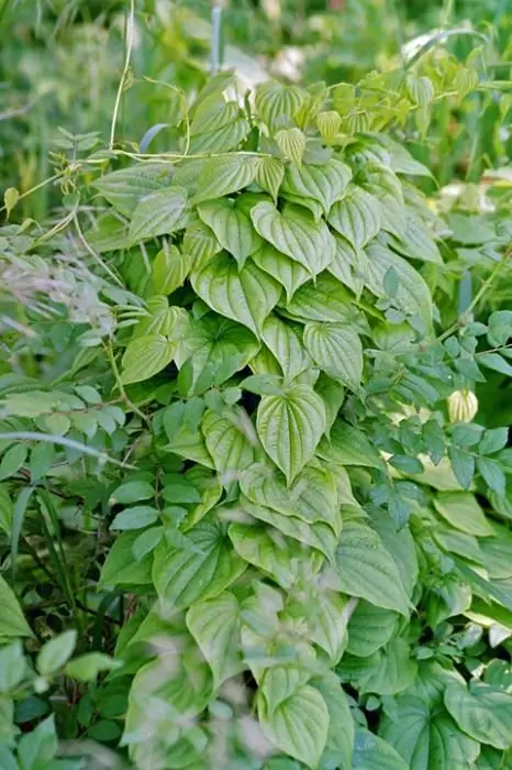 Yam-Feed-Bewertungen