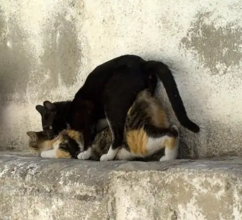 wann man eine katze kastriert