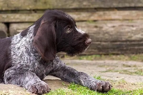 Honden van het Drathaar-ras: beschrijving van het ras en beoordelingen