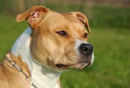 Staffordshire terrier rasbeskrivning