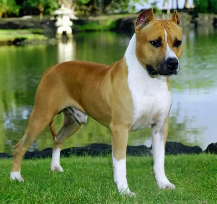 Amerikanischer Staffordshire Terrier