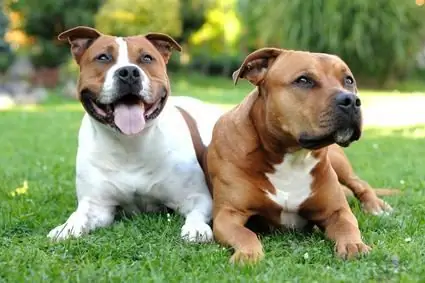 foto de Staffordshire Terrier