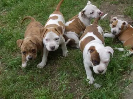 comentários de Staffordshire Terrier