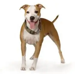 staffordshire terrier сүрөттөлүшү