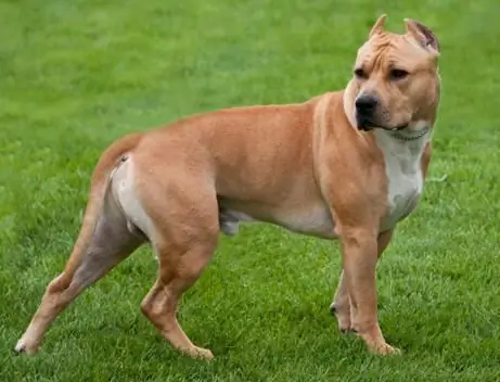 American Staffordshire Terrier Welpen