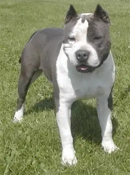 Staffordshire terrier ras