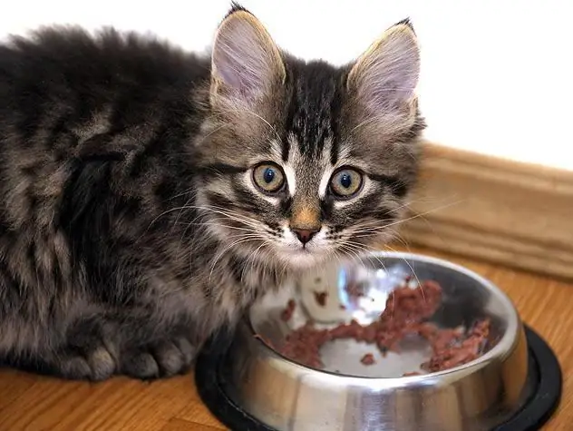 Comportement des chats après la stérilisation. Soins d'un chat après stérilisation