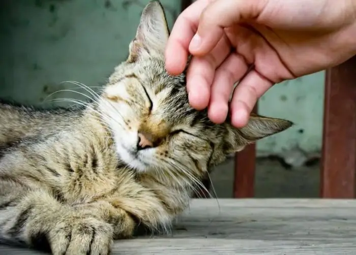 Katte helbreder mennesker