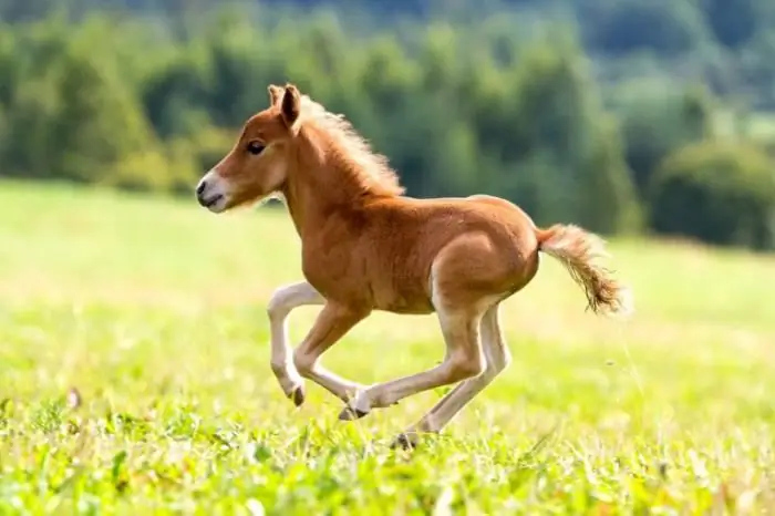 Hoe noem je een paard?