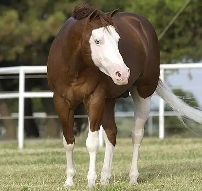 Como nomear um menino cavalo